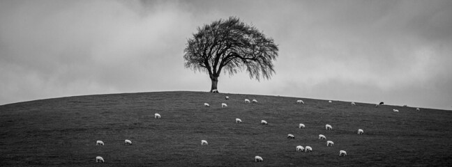 Rural Farmland with Sheep and a Tree