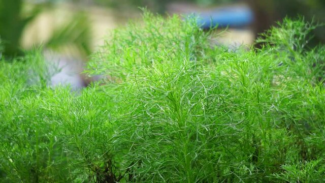 Artemisia abrotanum (southernwood, lad's love, southern wormwood, sunflower, old man) on the tree. Aerial parts of Artemisia abrotanum are used in jaundice therapy