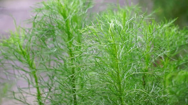 Artemisia abrotanum (southernwood, lad's love, southern wormwood, sunflower, old man) on the tree. Aerial parts of Artemisia abrotanum are used in jaundice therapy