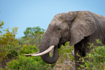 Fototapeta na wymiar African bush elephant or African savanna elephant (Loxodonta africana) feeding. Mpumalanga. South Africa.