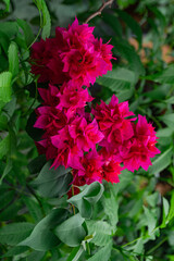 Zbliżenie na piękne czerwone kwiaty na tle zielonych liści.