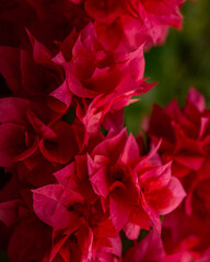 Zbliżenie na piękne czerwone kwiaty na tle zielonych liści. © insomniafoto