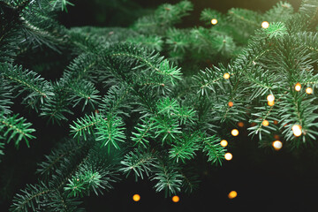 Pattern of beautiful young branches from a Christmas tree. Christmas background.