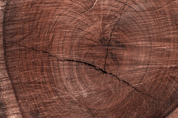 Brązowe drewniane tło, pnie drzewa w tartaku. - obrazy, fototapety, plakaty