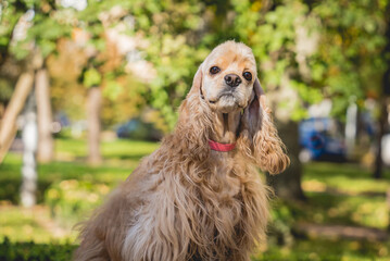 Portrait of cute american cocker spaniel dog at the park.