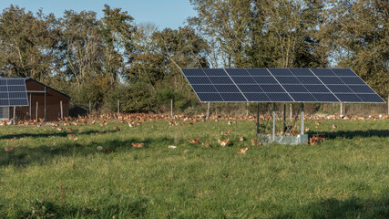 Free range chicken farm with solar panels