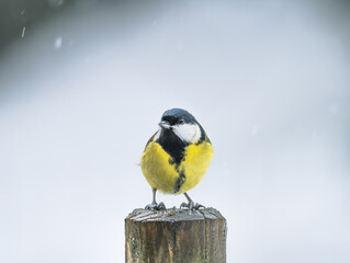 mésange charbonnière en hiver sous la neige