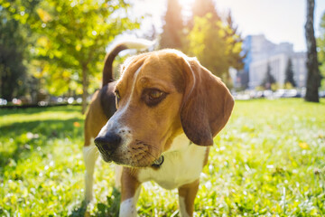 Portrait of cute beagle dog at the park.