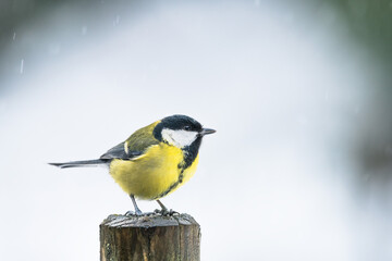 great tit in winter under the snowfall