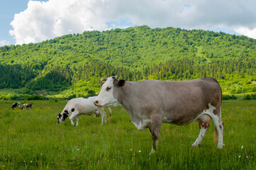 Fototapeta premium a beautiful cow on a pasture in the high mountains of a warm spring day on the background of birches