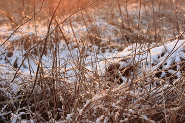 Snow and ice on dry grass at sunset in early December