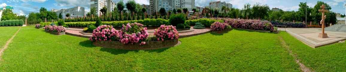 Panorama of hydrangea flowers in a landscape park.