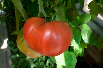 delicious and red tomatoes natural