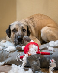 Guilty looking dog next to the chewed remains of a Holiday Gnome