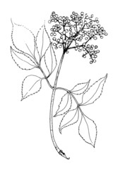 a leaf with elderberry berries. A hand-drawn sketch-style twig with leaves and a bunch of elderberry berries with veins and a black isolated outline on white for a natural design template