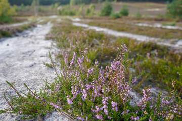 Close up of heather flowers growing in heathland