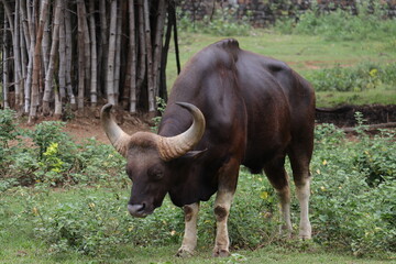 A male Indian buffelo is eating grass on the field