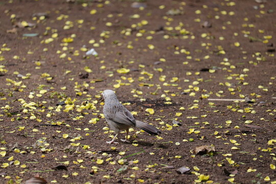 A small gorgeus bird in Indin
