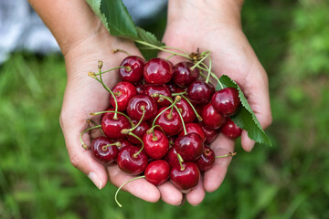 Feminine Hände mit frisch gepflückten, roten Süss Kirschen vor grünem Hintergrund 