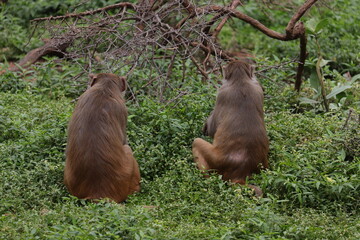 A pair of monkeys back view at the zoo.