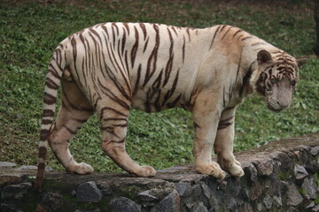 Fototapeta premium A violent White Tiger at a Indian Zoo.J