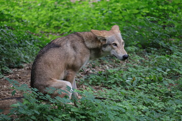 A wolf is sitting at a Indian Zoo