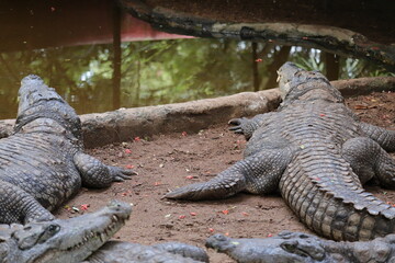 Obraz premium Amazing views of Crocodiles