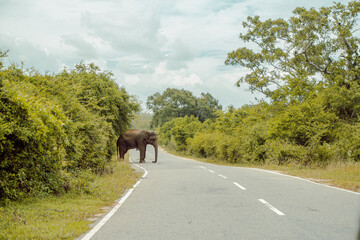 Fototapety  Dziki słoń przechodzący przez drogę, piękny krajobraz.