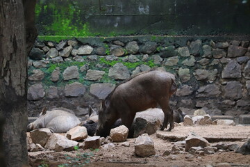  An Indian tapir at a zoo