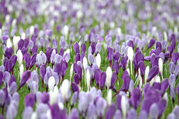 Purple and white striped crocus vernus 'Pickwick' and 'whitewall's purple' in flower