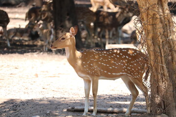 Axis Deer Or Chital Deer From India