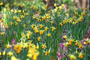 Pretty yellow and orange 'Narcissus' daffodil 'Jetfire' in flower