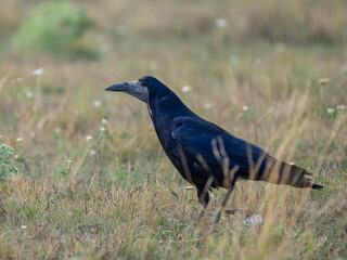 Rook - Corvus frugilegus