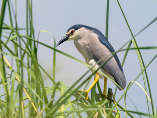 Black-crowned night heron - Nycticorax nycticorax