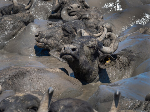 Water buffalo - Bubalus bubalis