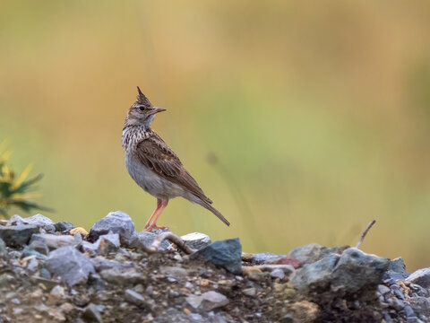 Crested lark - Galerida cristata