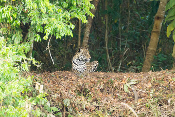 Jaguar from Pantanal, Brazil