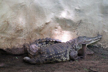 : Beautiful animal crocodiles at chennai zoo