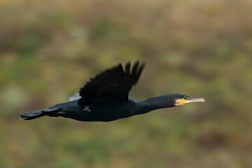 Fototapeta premium Great Cormorant in fast flight, closeup. Blurred natural background. Genus species Phalacrocorax carbo.