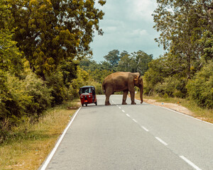 Słoń przechodzący przez drogę, mijający auta i tuk tuk.