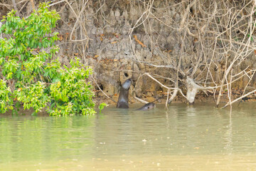 Giant otter from Pantanal, Brazil