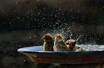 Some Spanish sparrows taking a bath in a ceramic bowl. Lanzarote, Canary Islands, Spain.