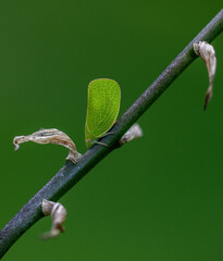 Plant hopper