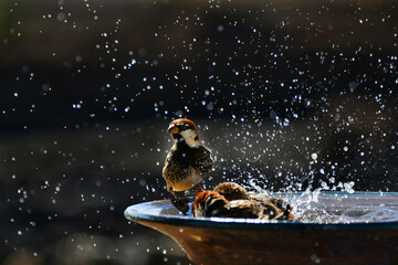 Some Spanish sparrows taking a bath in a ceramic bowl. Lanzarote, Canary Islands, Spain.