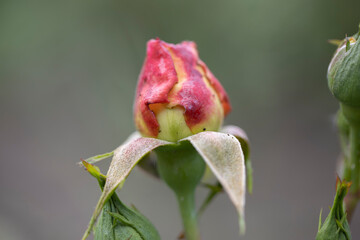 bud of a rose