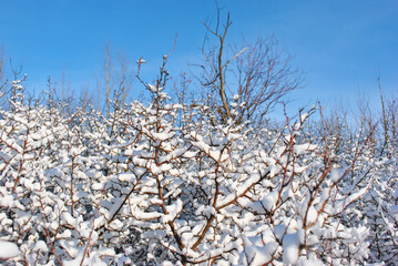 Branches with ripe wild rose berry covered with snow, close up detail,  on the background of blue sky