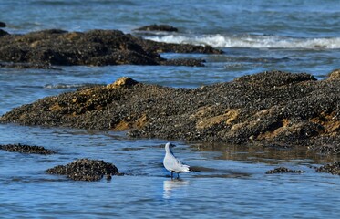 Paysage marin, la mouette regardant la mer
