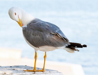 Fototapeta na wymiar portrait of sea gull