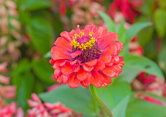 Detailed close up of a large and vibrant red flower