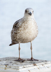 Obraz premium White and grey seagull